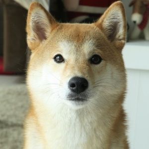 Meet your Posher, Soonie